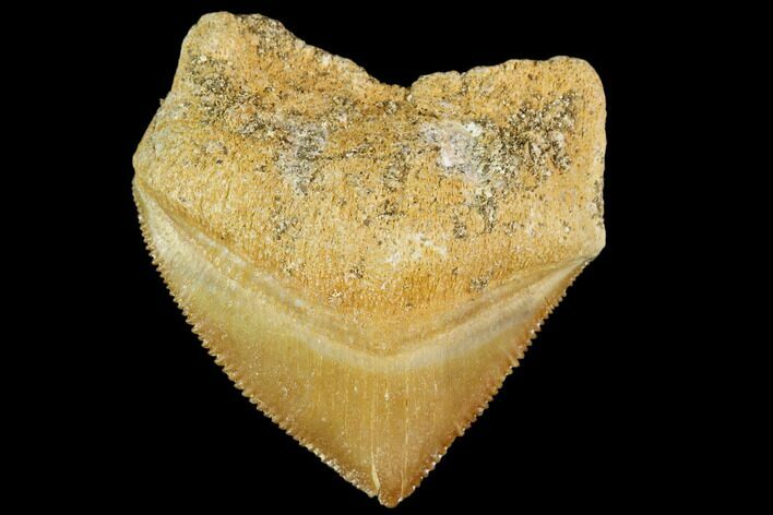 Fossil Crow Shark (Squalicorax) Tooth- Morocco #110090